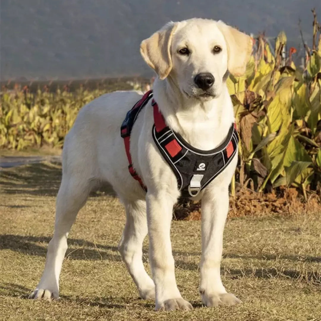 Reflecterend Honden Harnas in de kleur rood, wordt gedragen door een labrador.