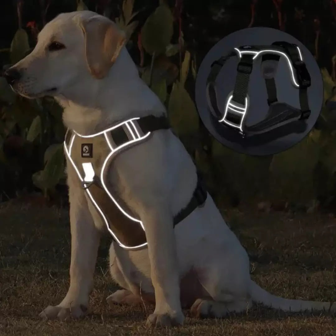 De reflecterende functie van het reflecterende honden harnas is te zien. Een hond zit in het donker en je ziet harnas licht geven.