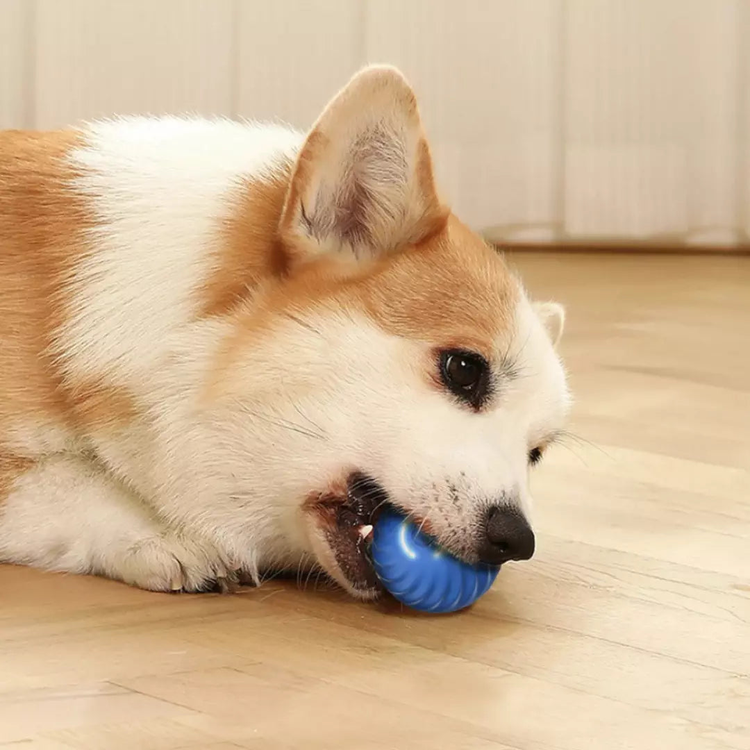 De zelfrollende speelbal voor honden en katten in de kleur blauw. Een hond speelt met de automatische hondenbal.